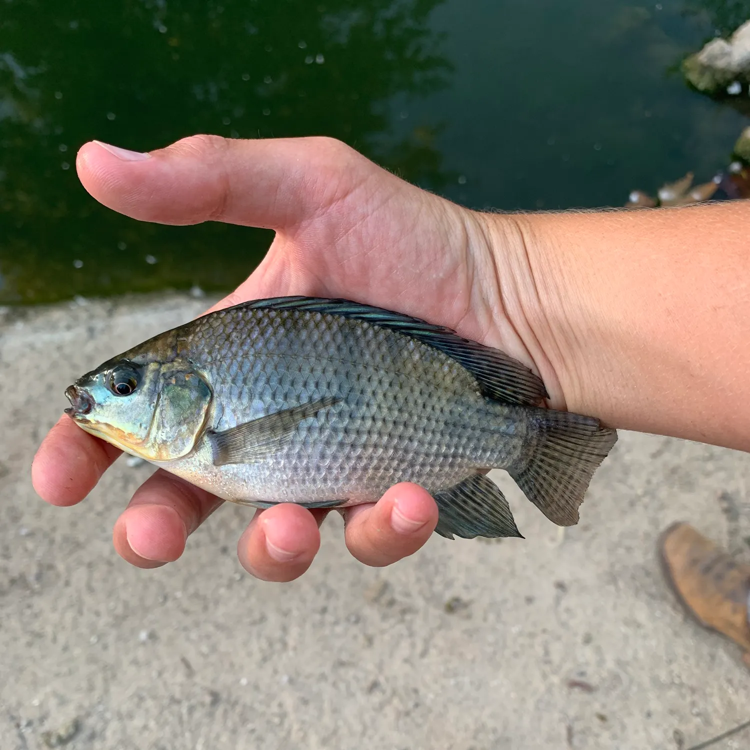Blue tilapia caught on Fishbrain