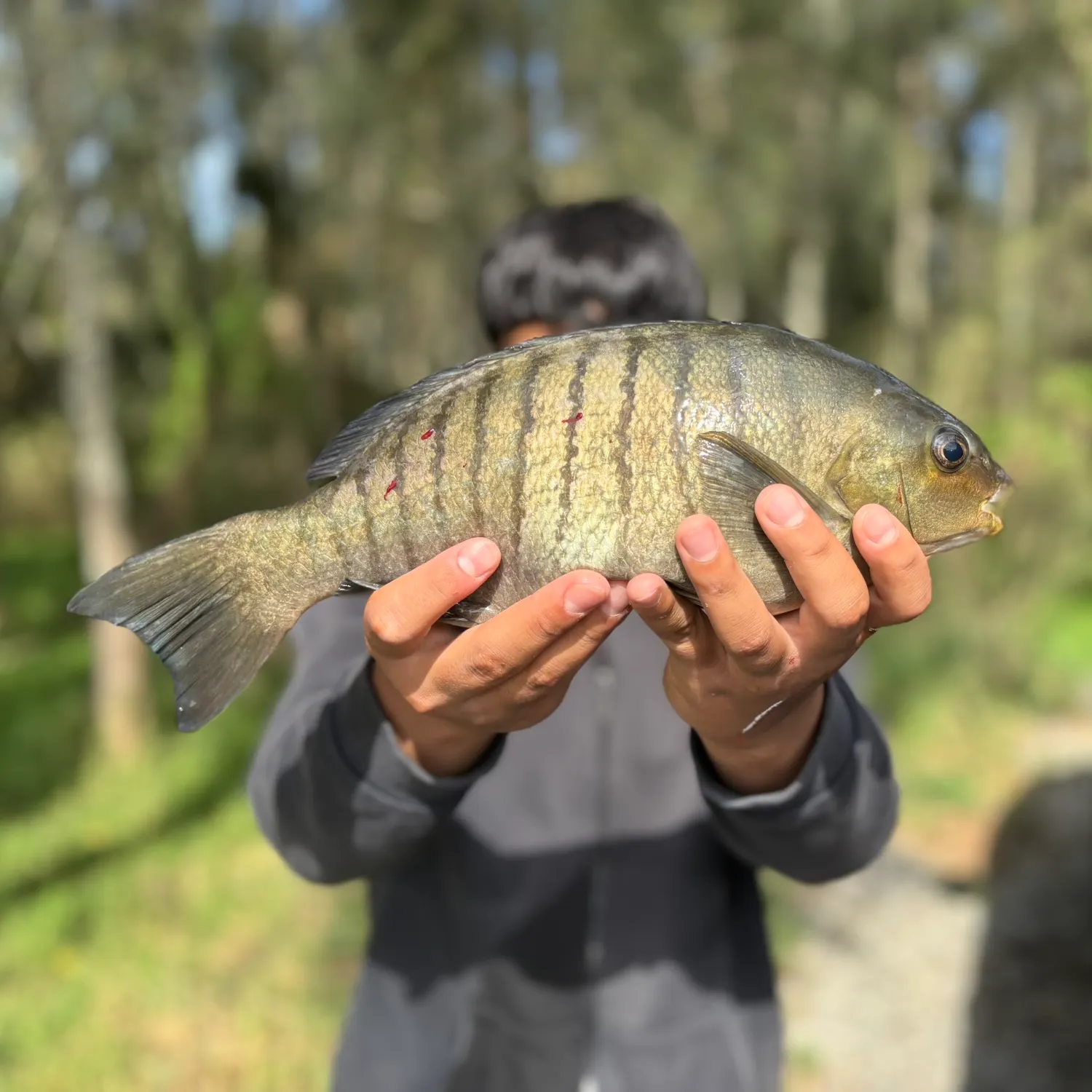 The most recent Luderick catches on Fishbrain