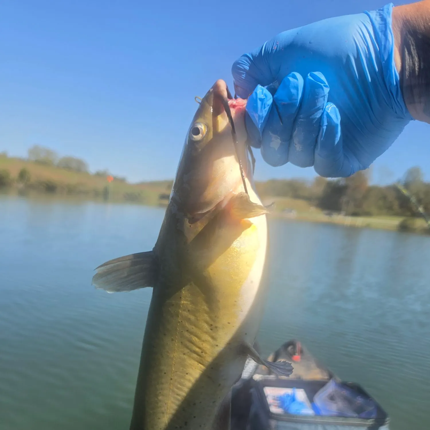 Channel catfish caught on Fishbrain