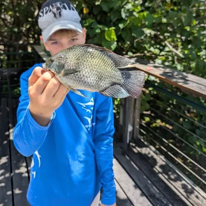 The most recent Redbelly tilapia catches on Fishbrain