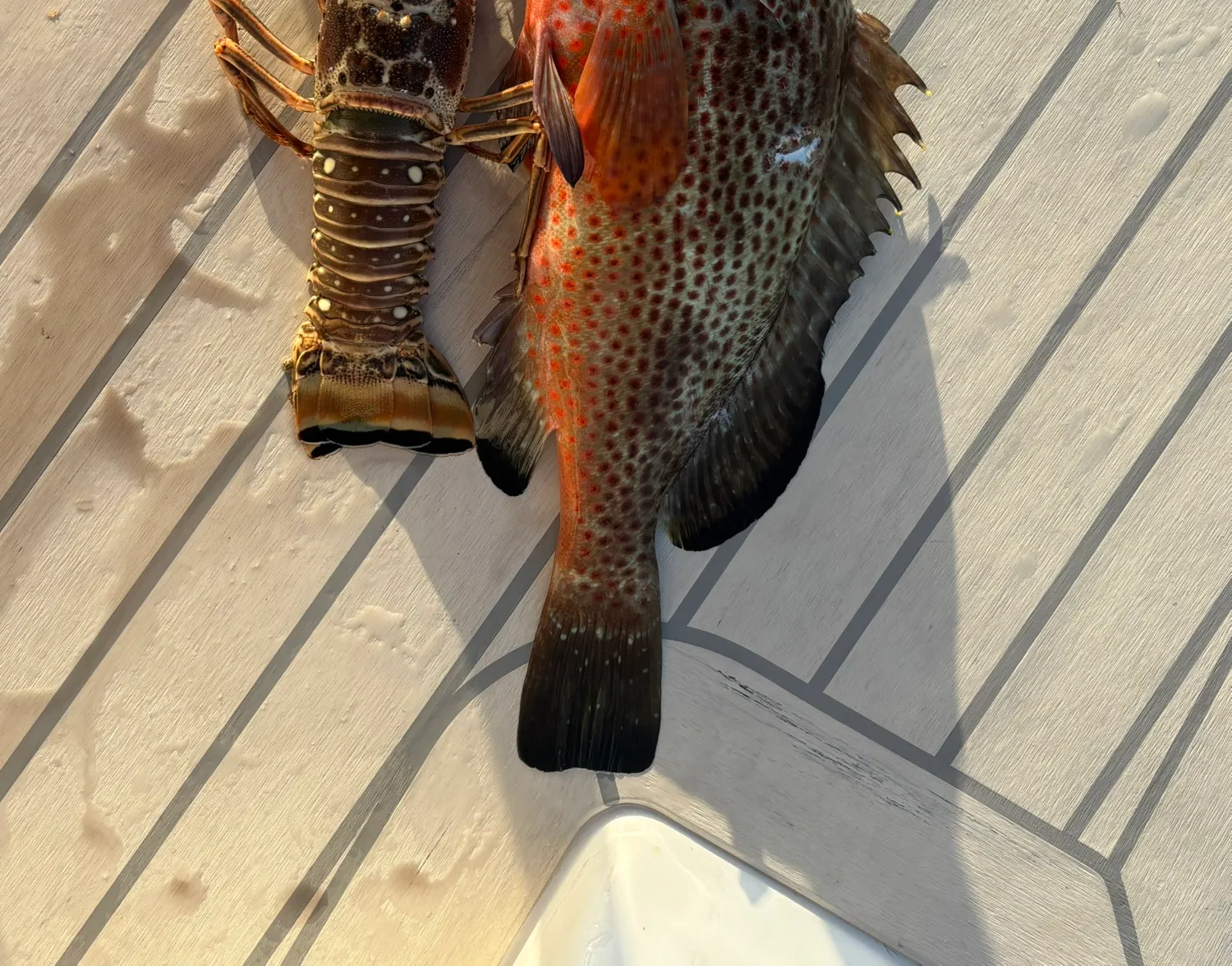 Red hind grouper