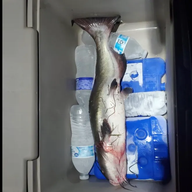 Channel catfish caught on Fishbrain
