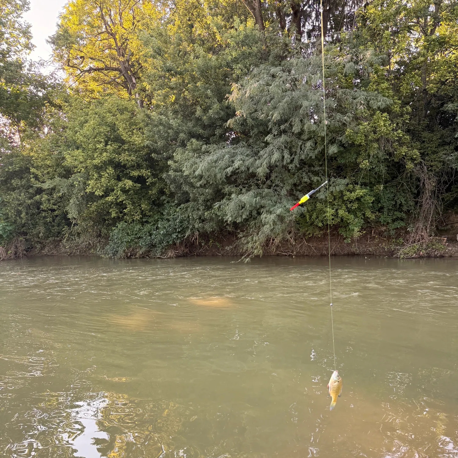 Bluegill caught on Fishbrain