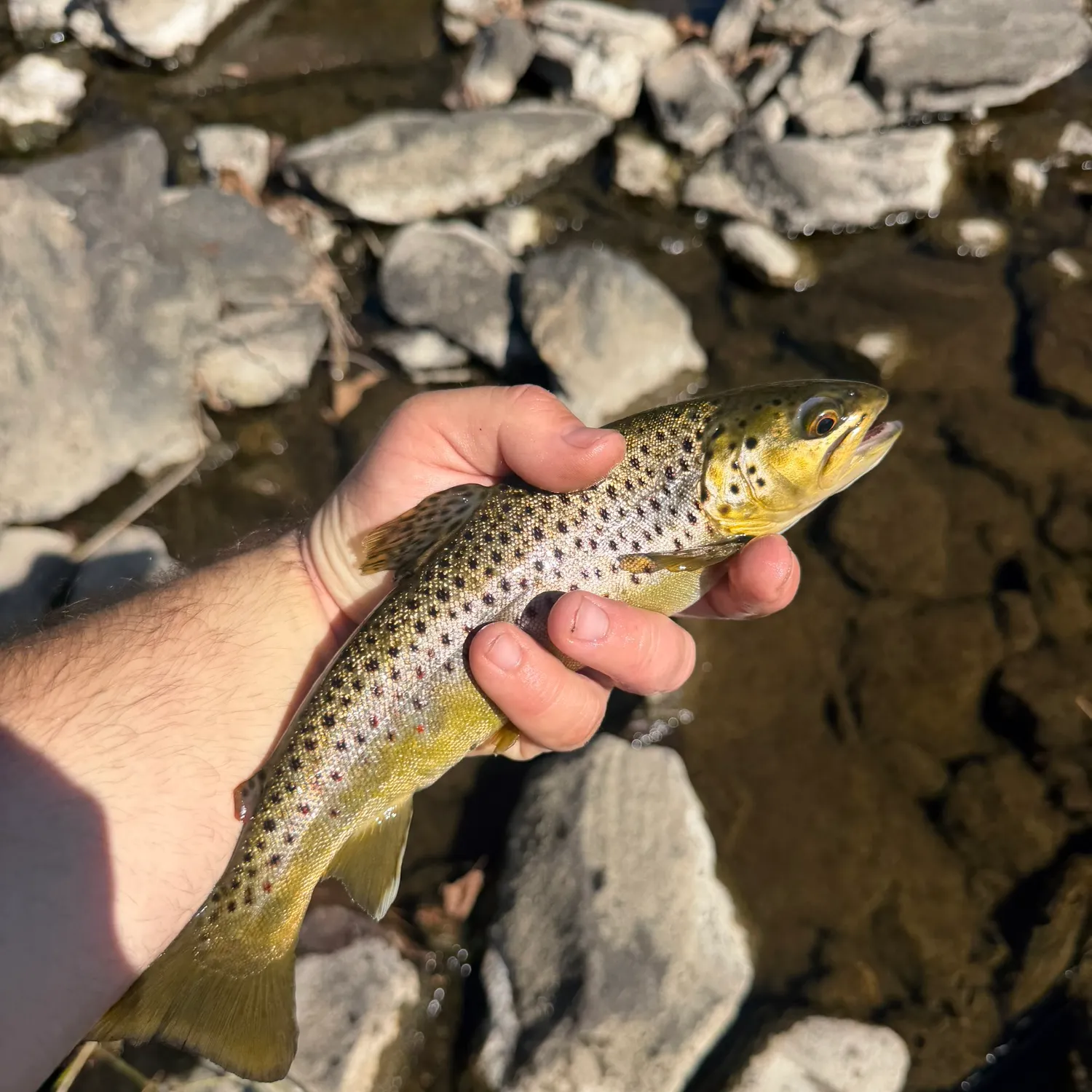 Brown trout caught on Fishbrain