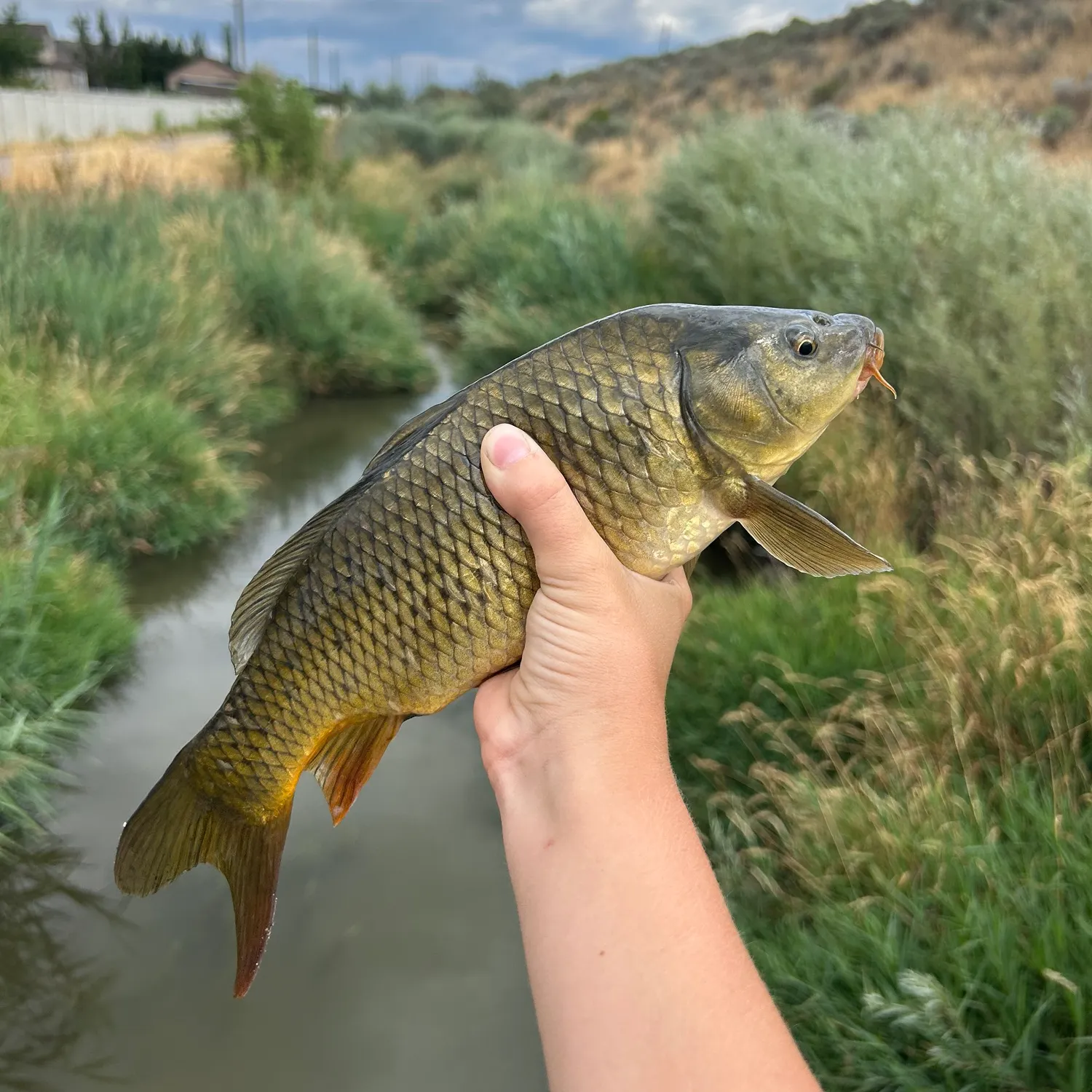Common carp caught on Fishbrain