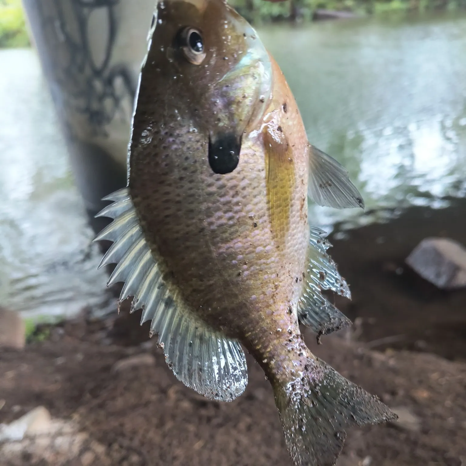 Bluegill caught on Fishbrain