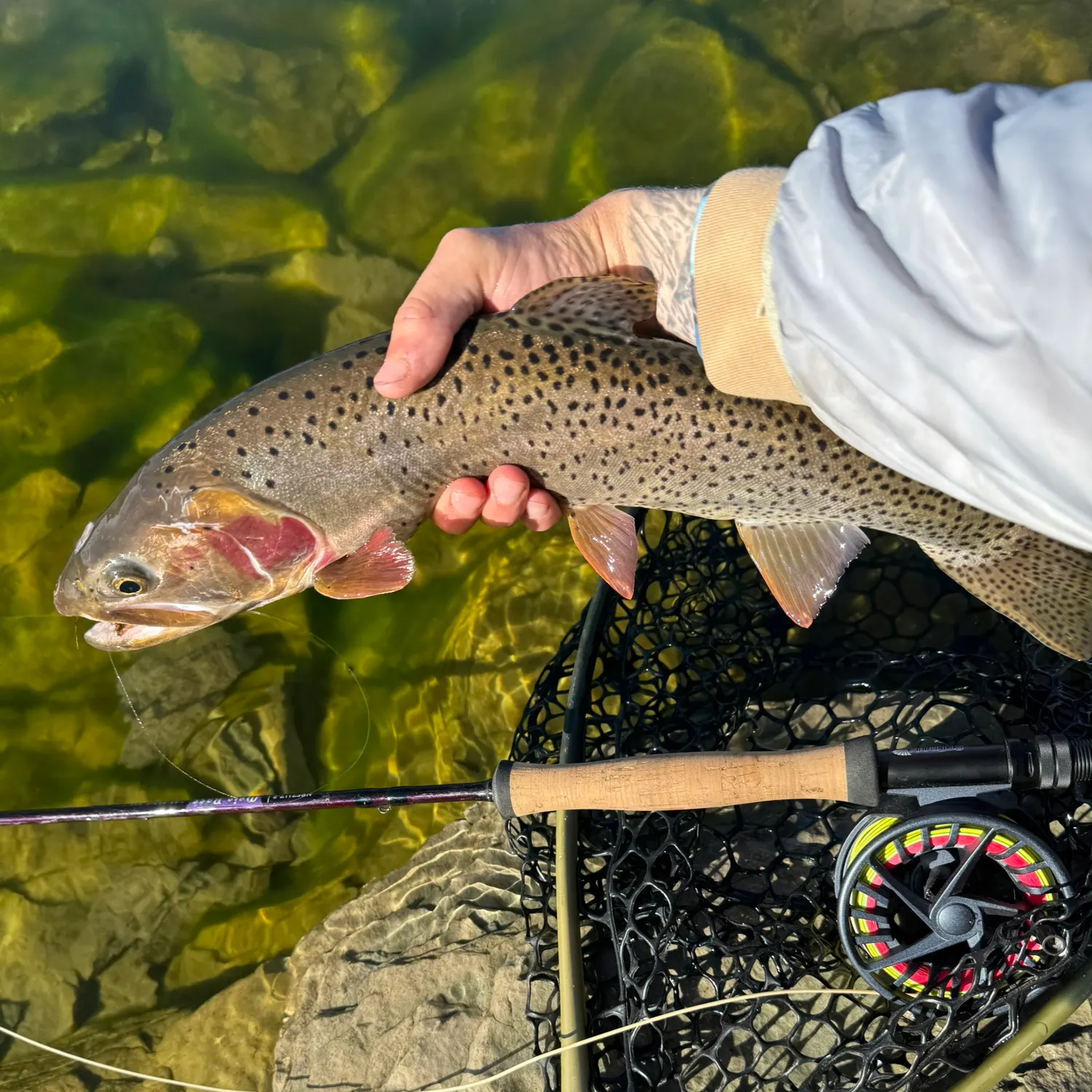 The most popular recent Bear River cutthroat trout catch on Fishbrain