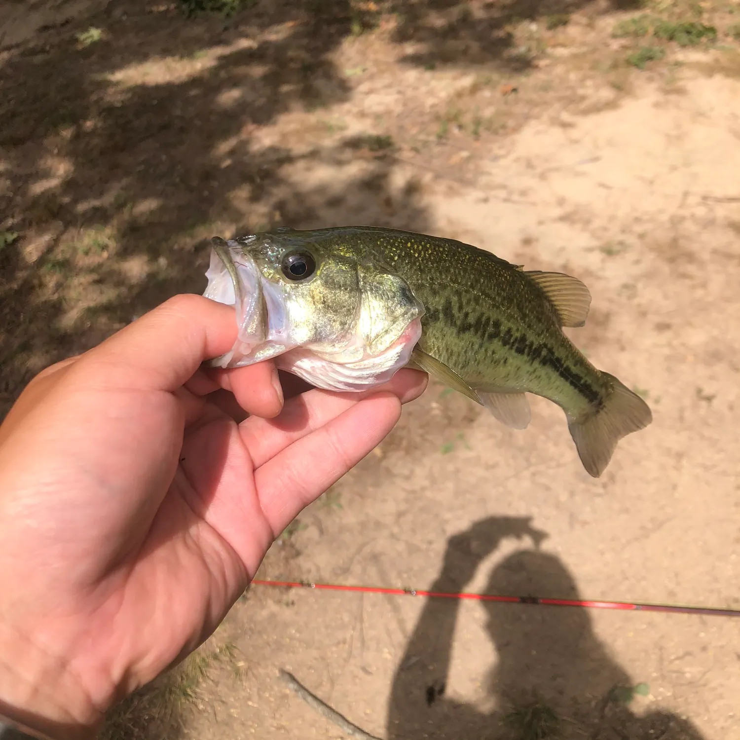 Largemouth bass caught on Fishbrain