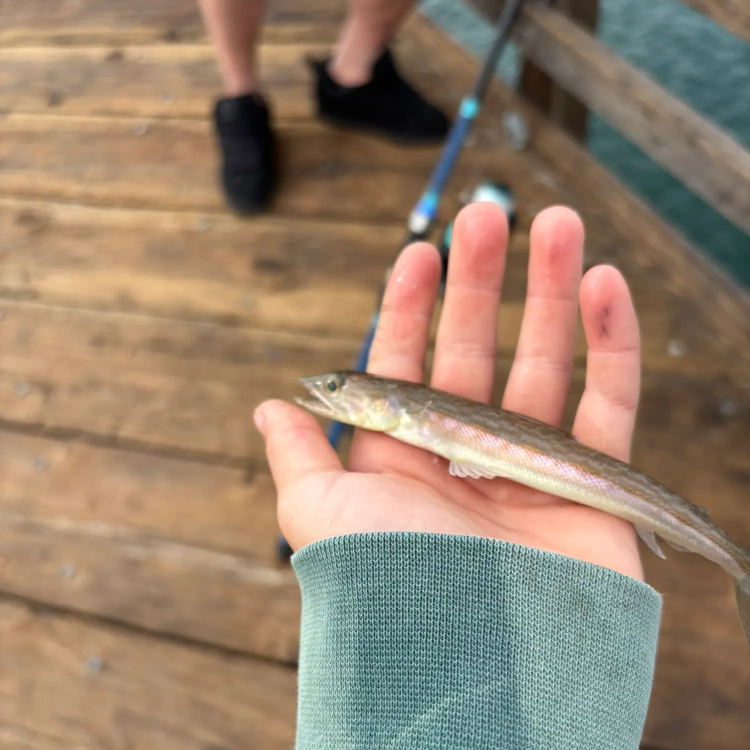 The most recent California lizardfish catches on Fishbrain