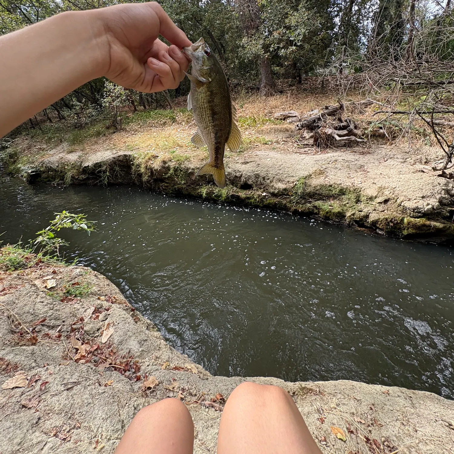 Spotted bass caught on Fishbrain