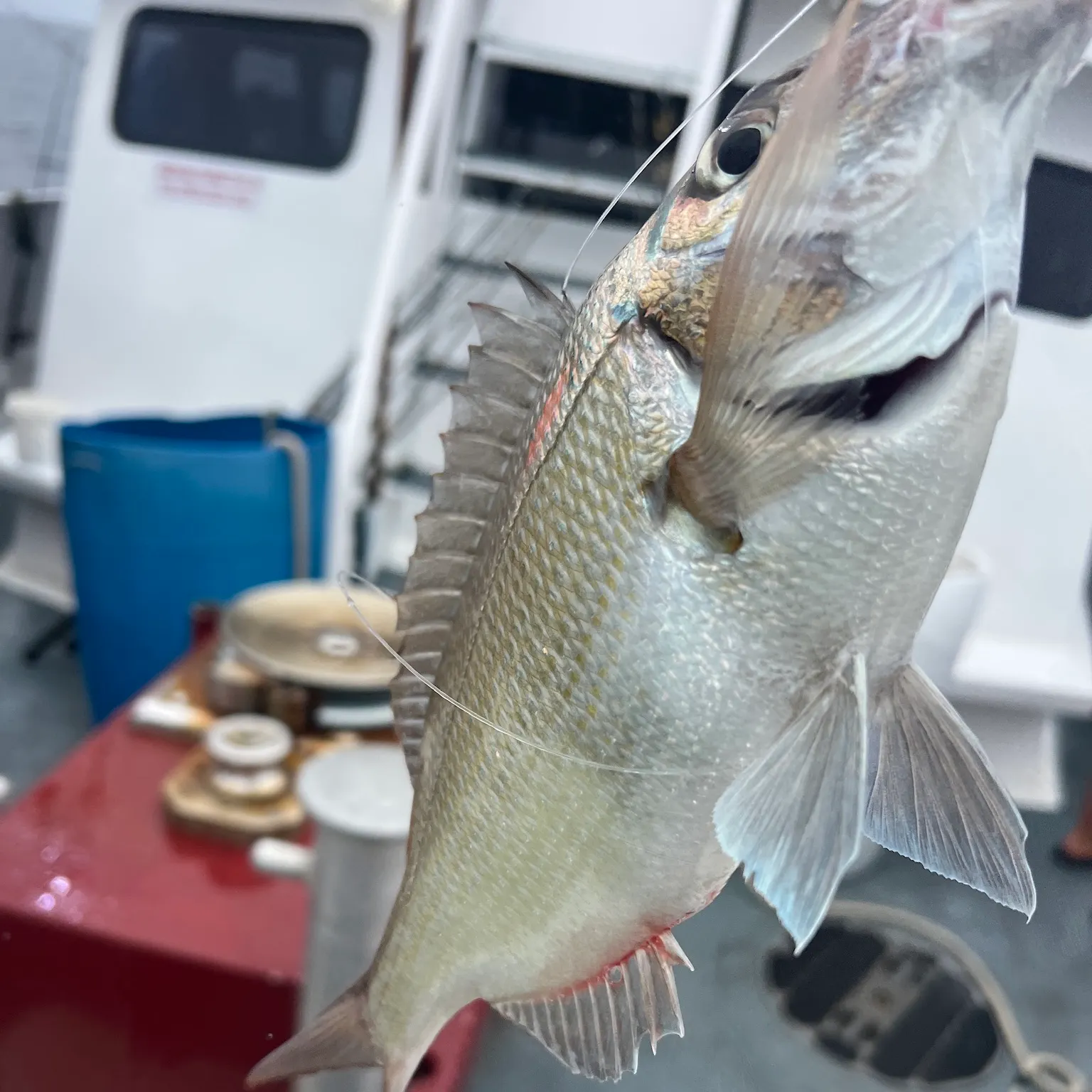 The most recent Scup catches on Fishbrain