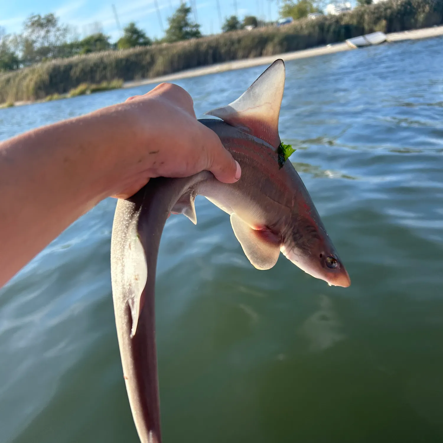 Dusky smooth-hound caught on Fishbrain