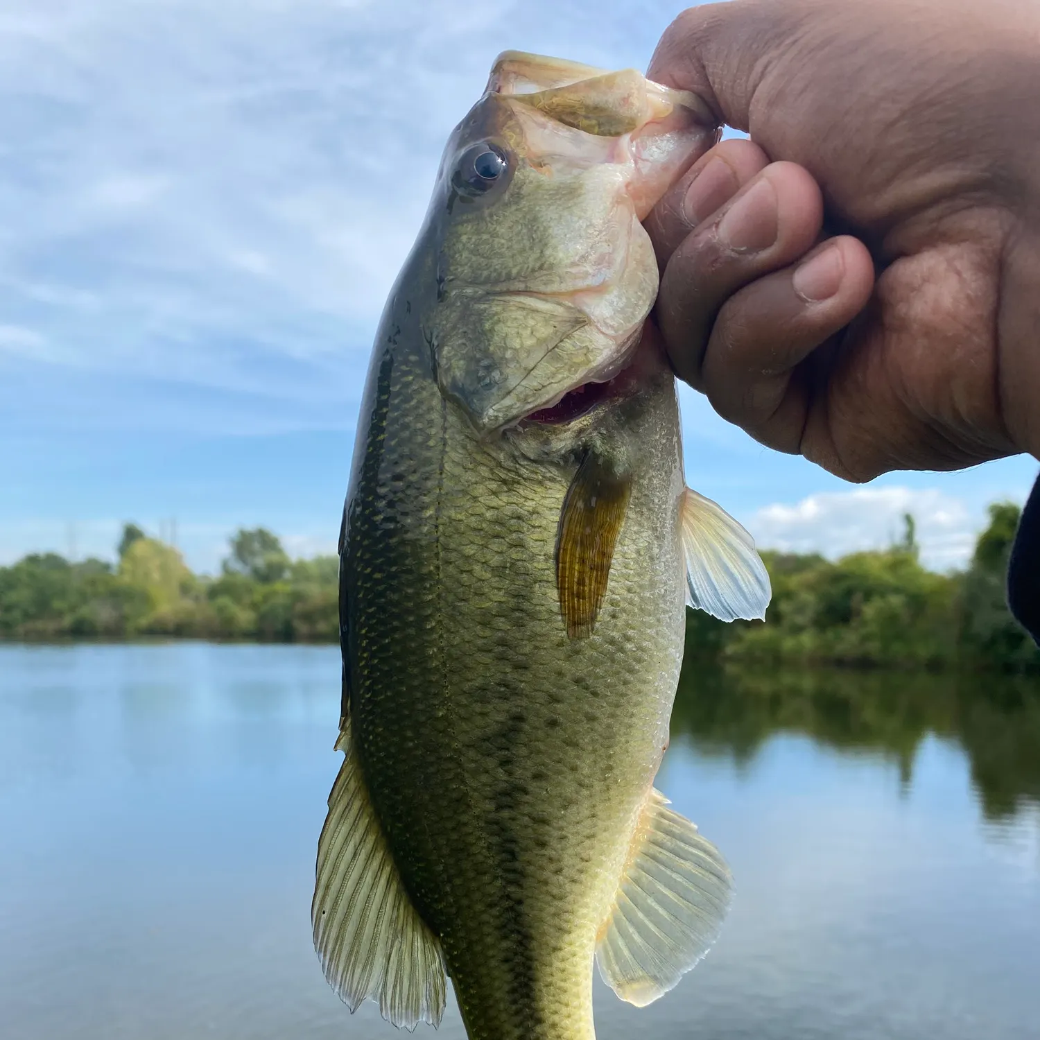 Largemouth bass caught on Fishbrain