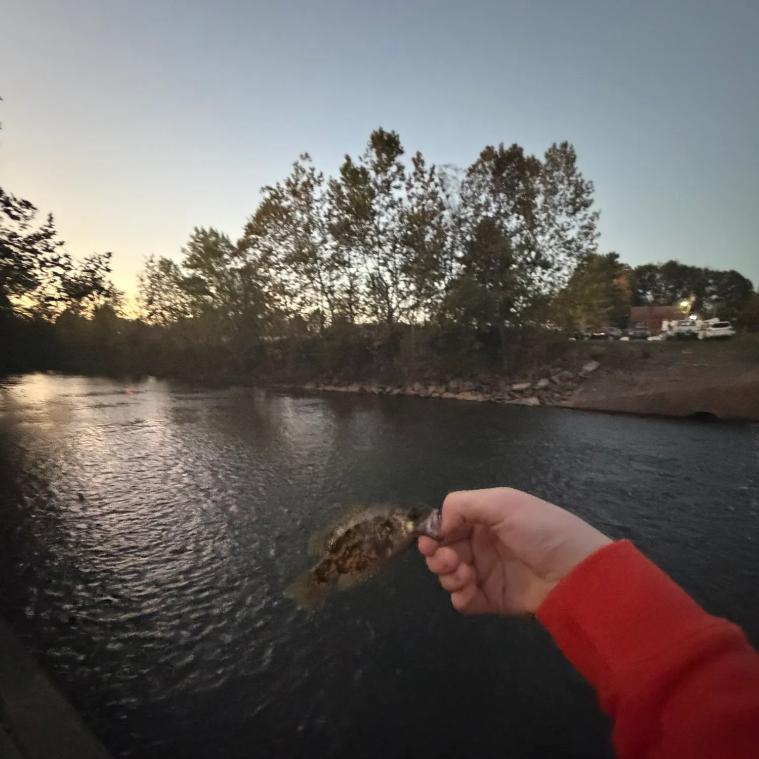 Rock bass caught on Fishbrain