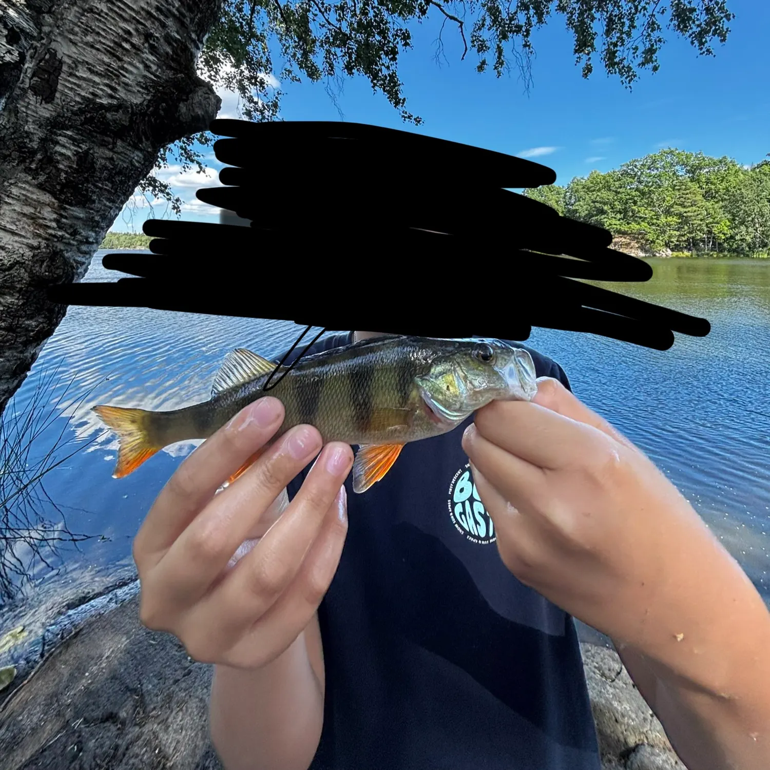 European perch caught on Fishbrain