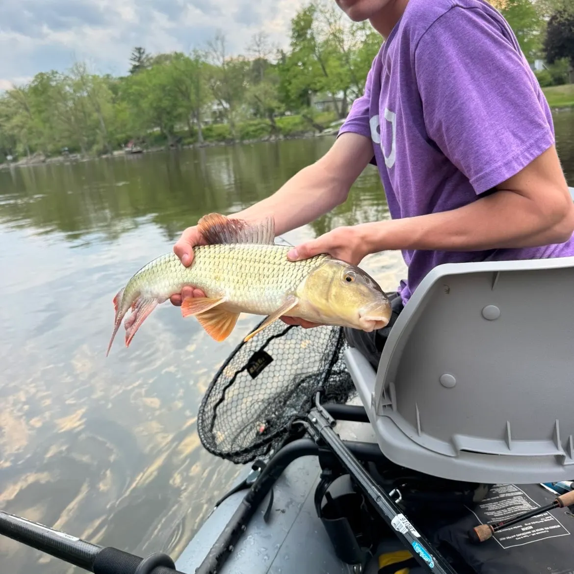 The most recent Shorthead redhorse catches on Fishbrain