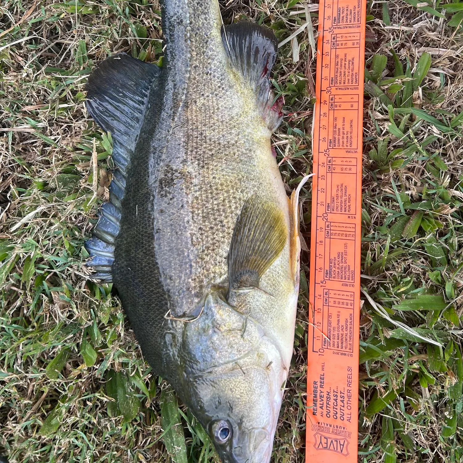 The most recent Golden perch catches on Fishbrain