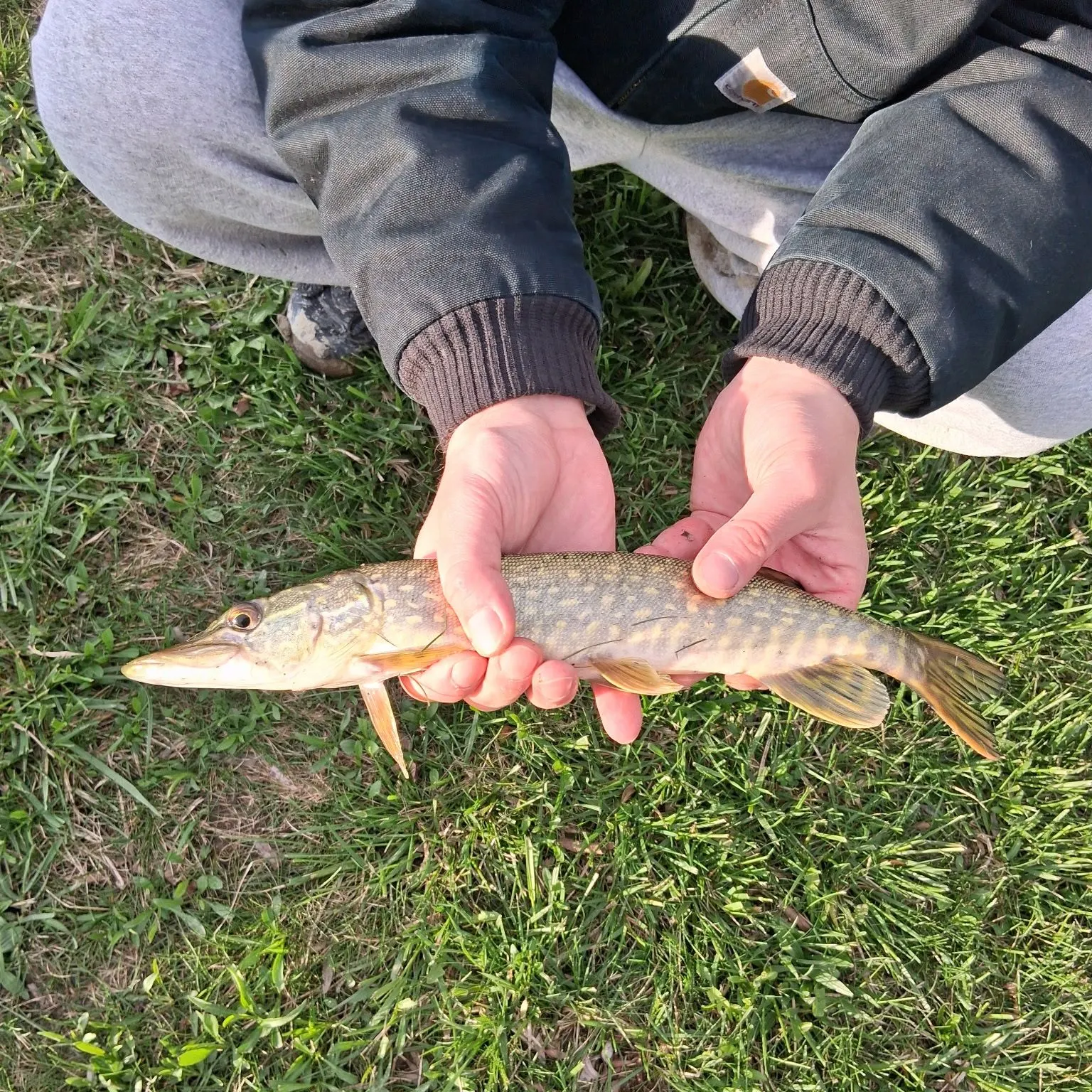 Northern pike caught on Fishbrain