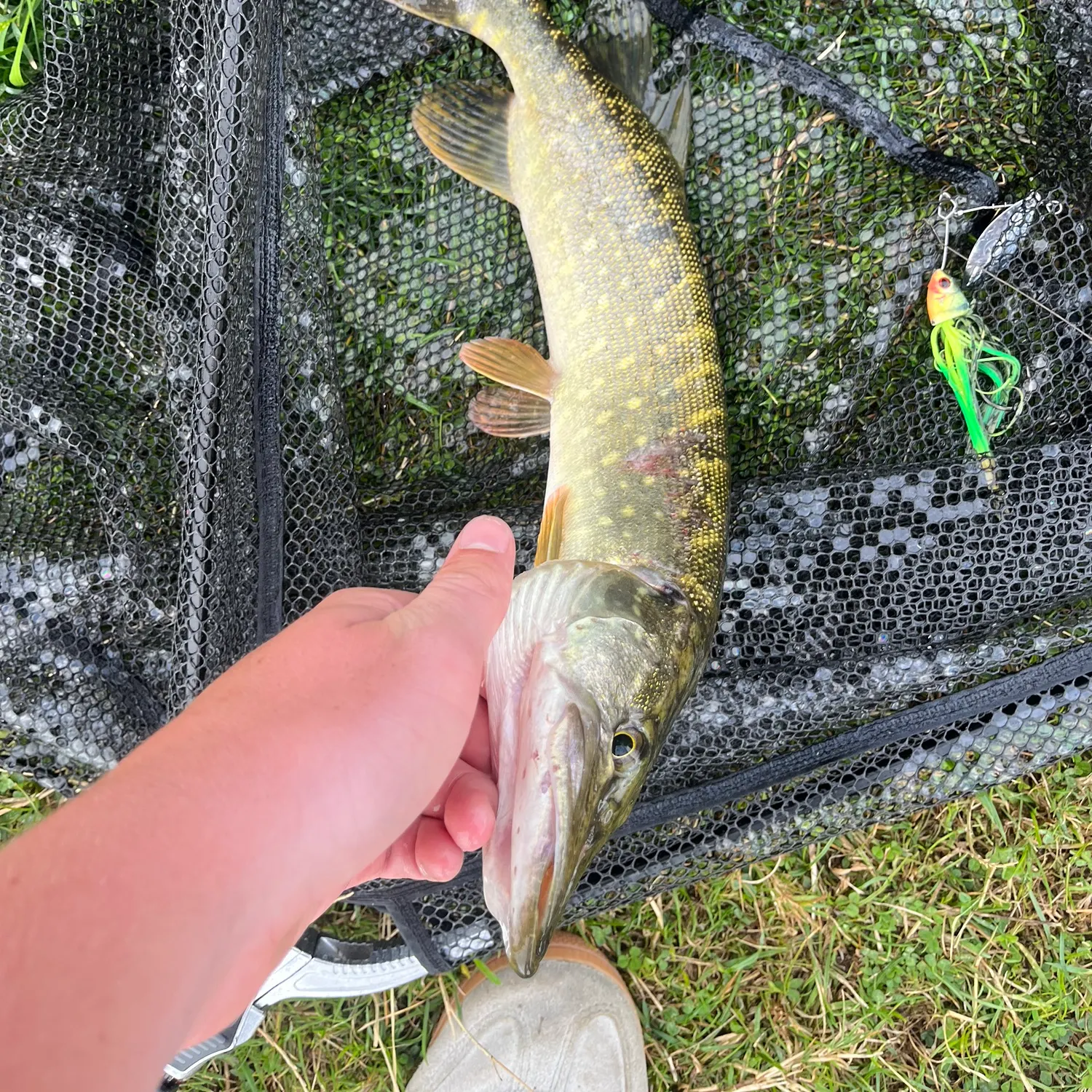Northern pike caught on Fishbrain