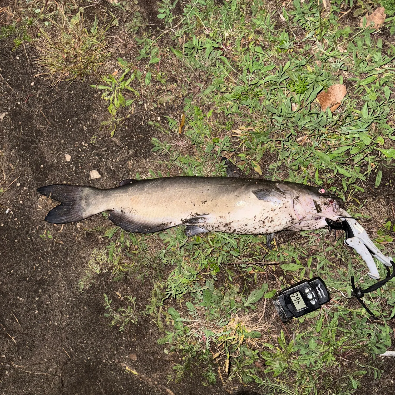 Channel catfish caught on Fishbrain