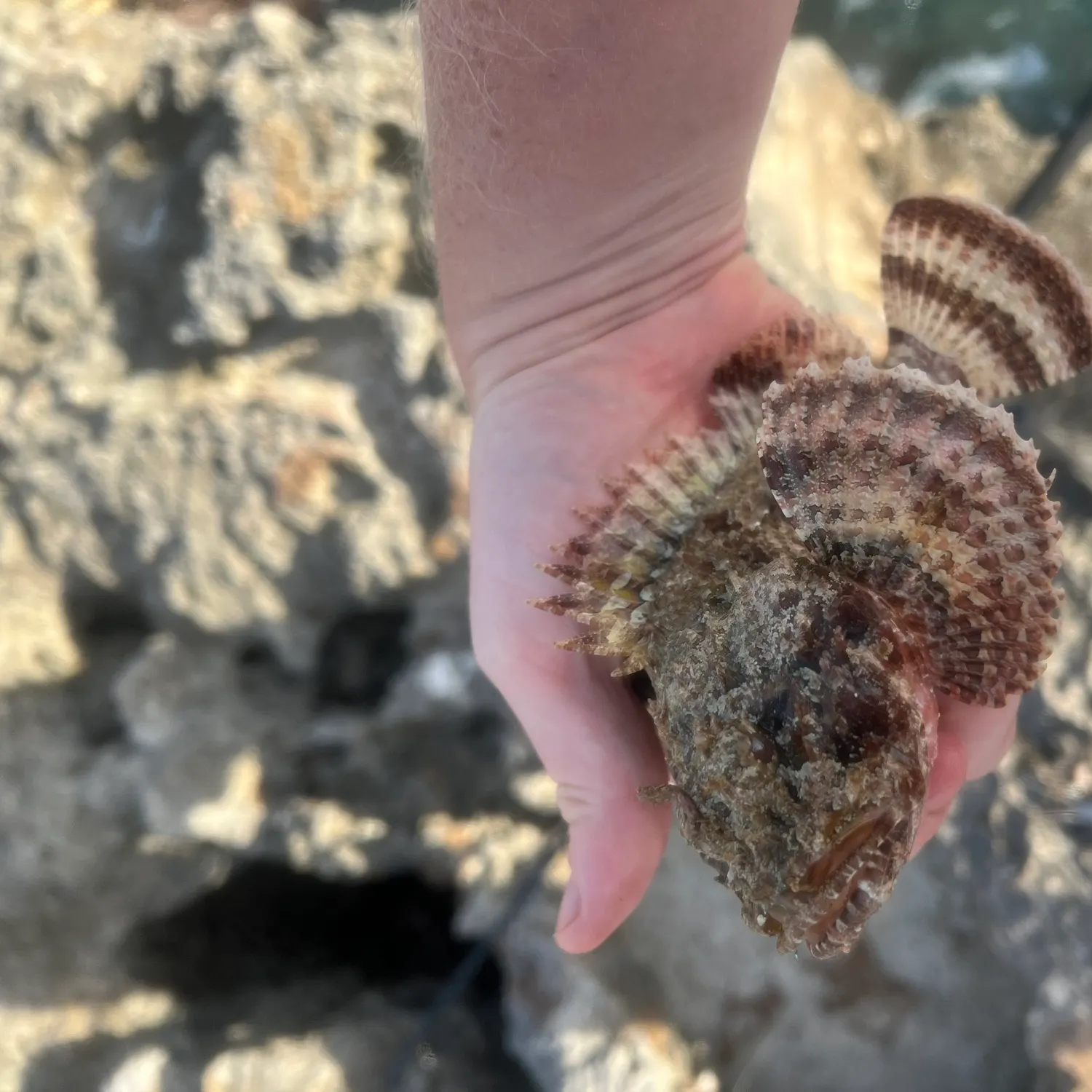 The most popular recent Spotted scorpionfish catch on Fishbrain