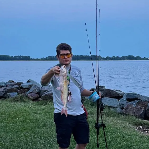 Channel catfish caught on Fishbrain
