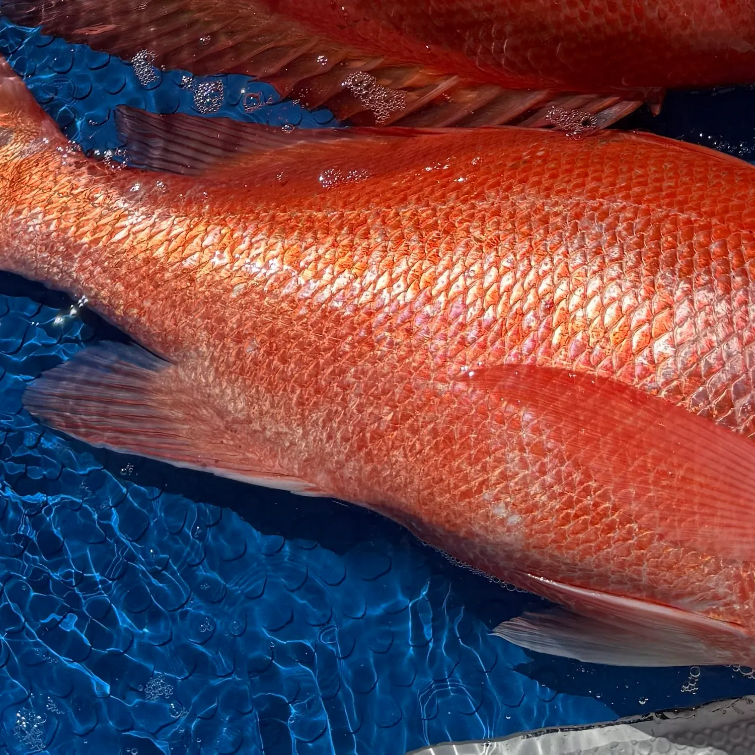 The most recent Malabar blood snapper catches on Fishbrain
