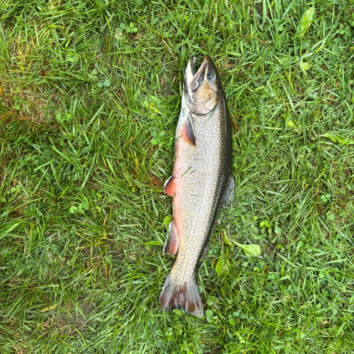 angler catch