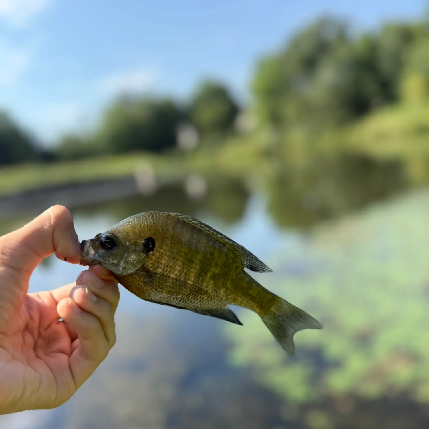 Bluegill caught on Fishbrain