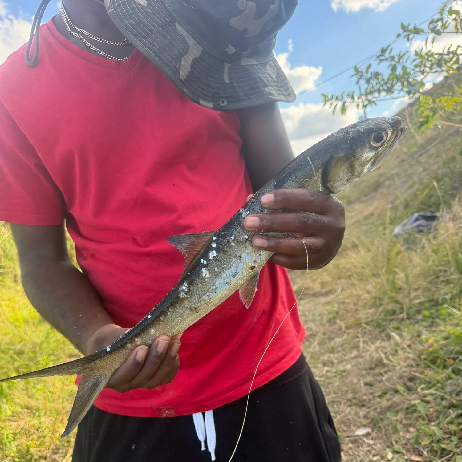 The most recent Ladyfish catches on Fishbrain