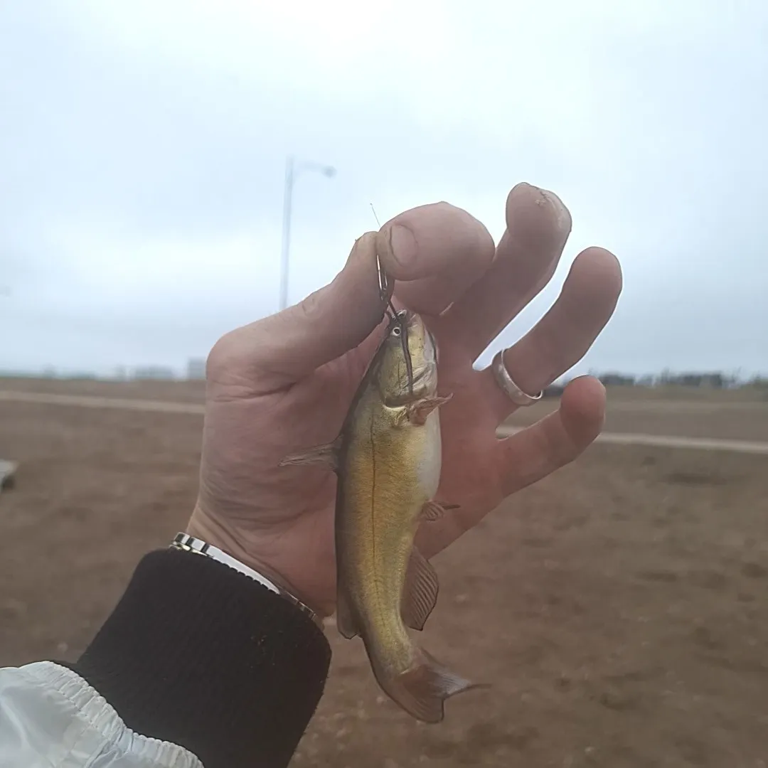 The most recent Yellow bullhead catches on Fishbrain