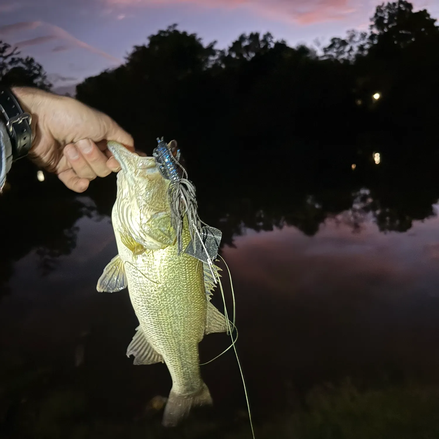 Largemouth bass caught on Fishbrain