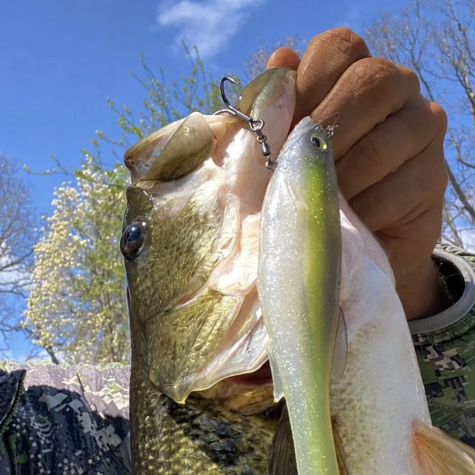 Largemouth bass caught on Fishbrain