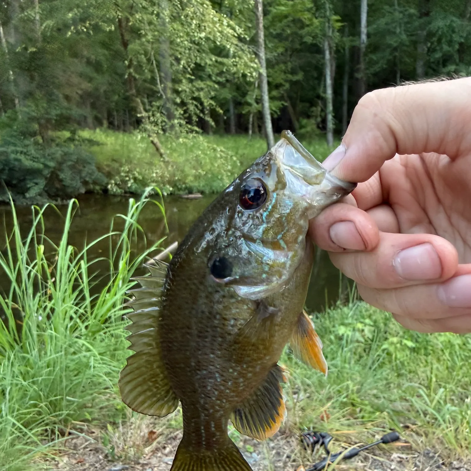 Greengill hybrid caught on Fishbrain