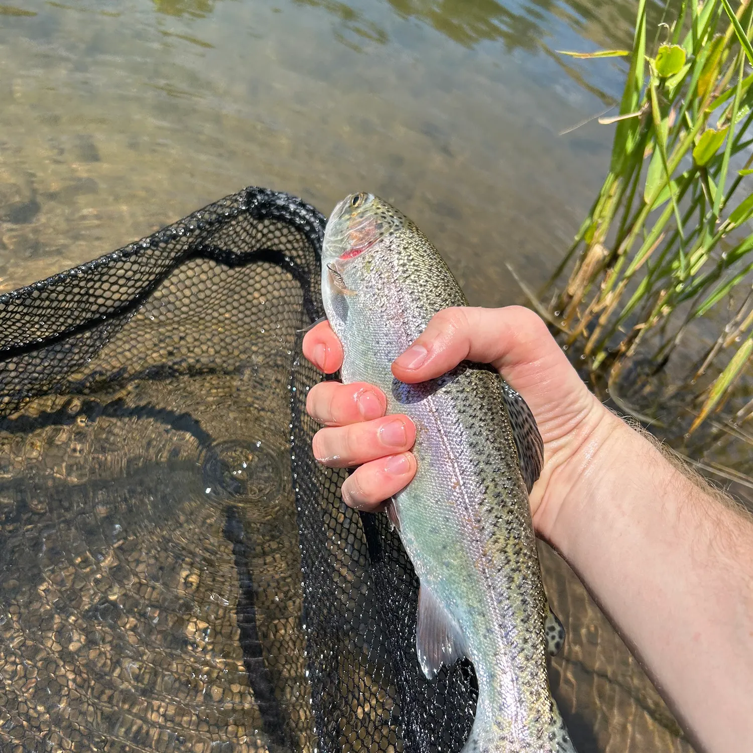 Rainbow trout caught on Fishbrain