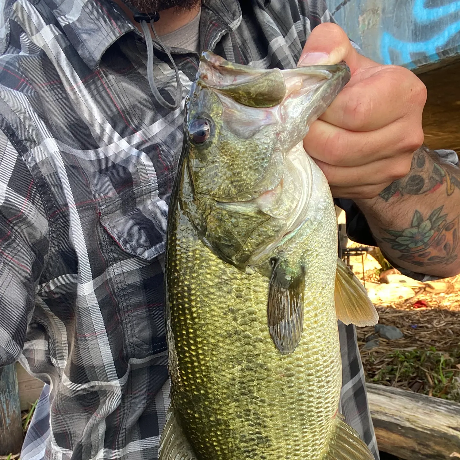 Largemouth bass caught on Fishbrain