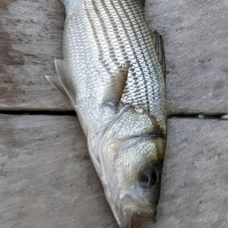 Striped bass caught on Fishbrain