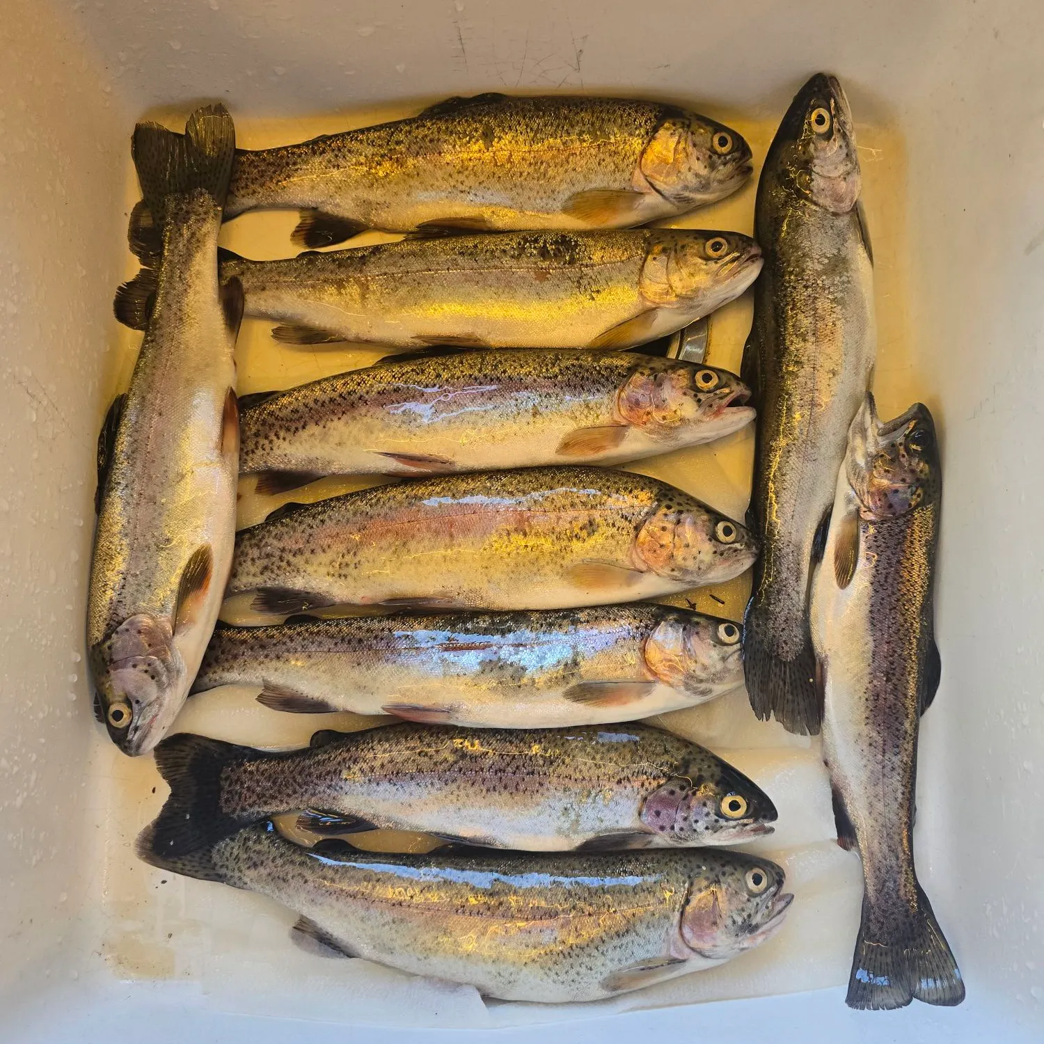 recently logged catches