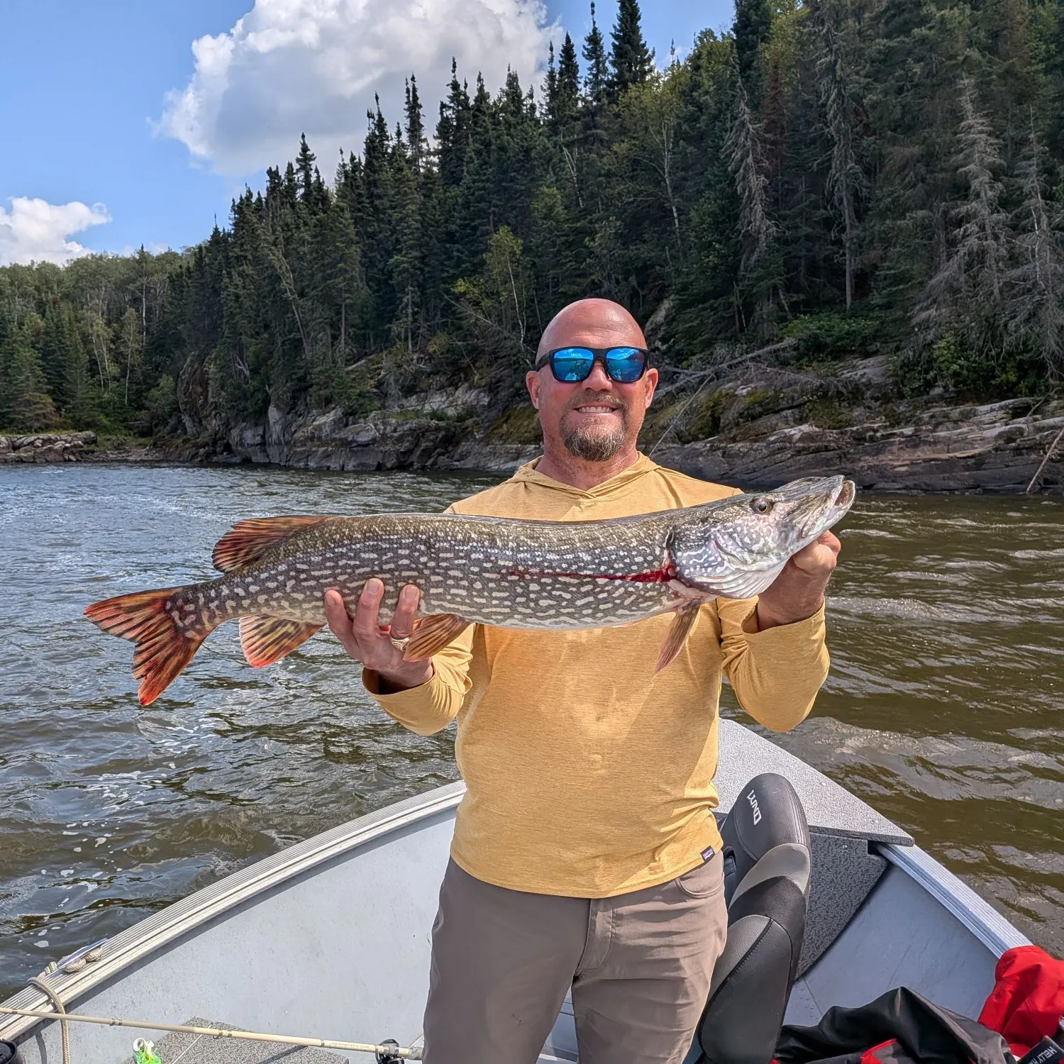 Northern pike caught on Fishbrain
