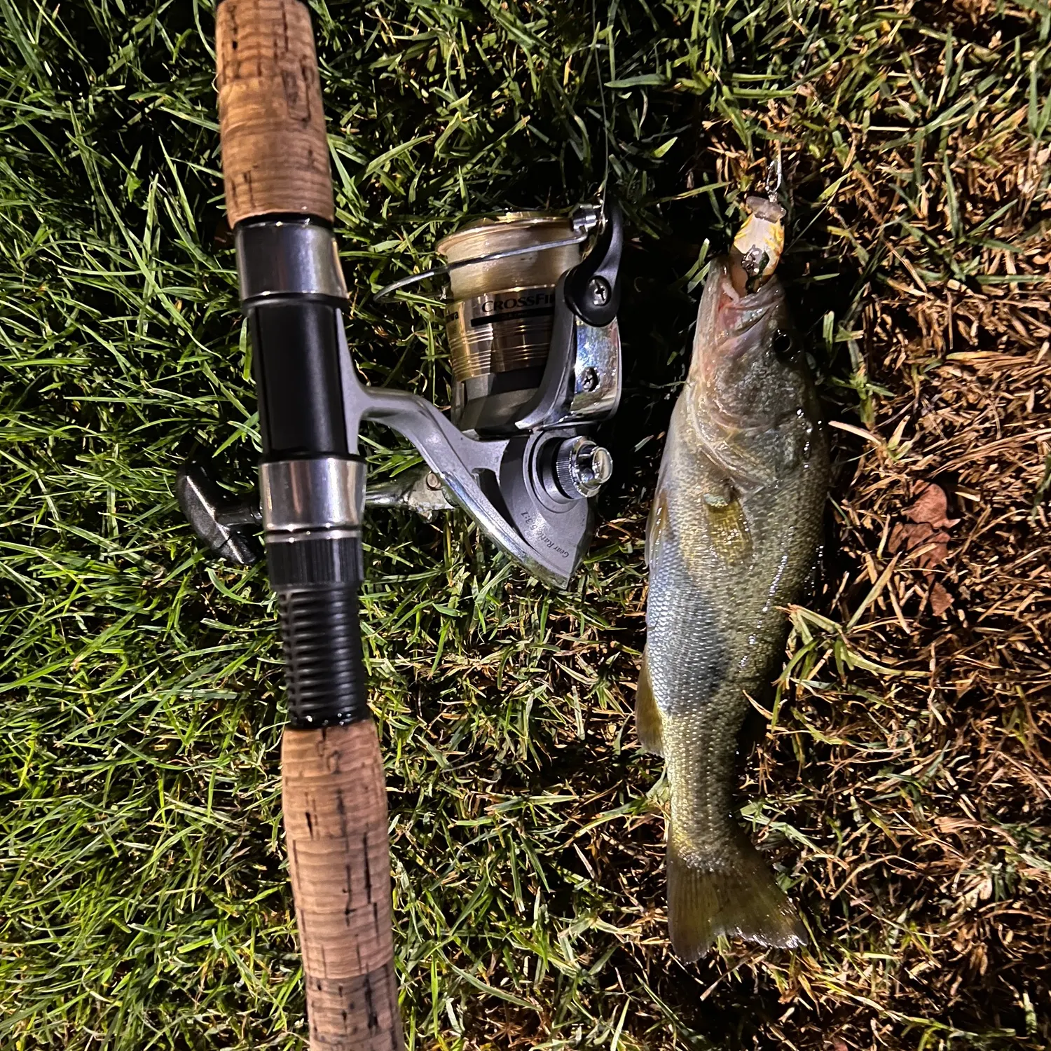 Largemouth bass caught on Fishbrain