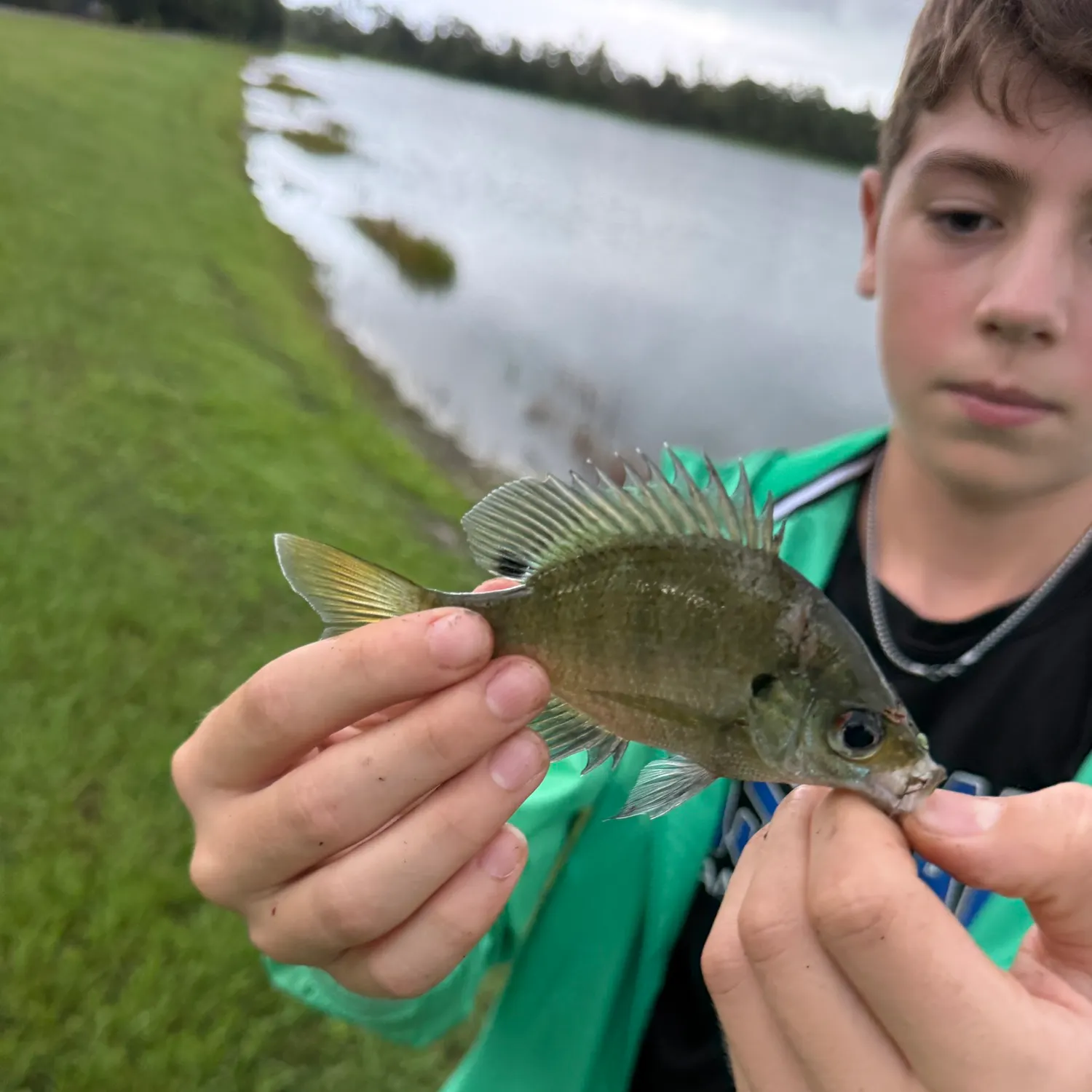 Bluegill caught on Fishbrain
