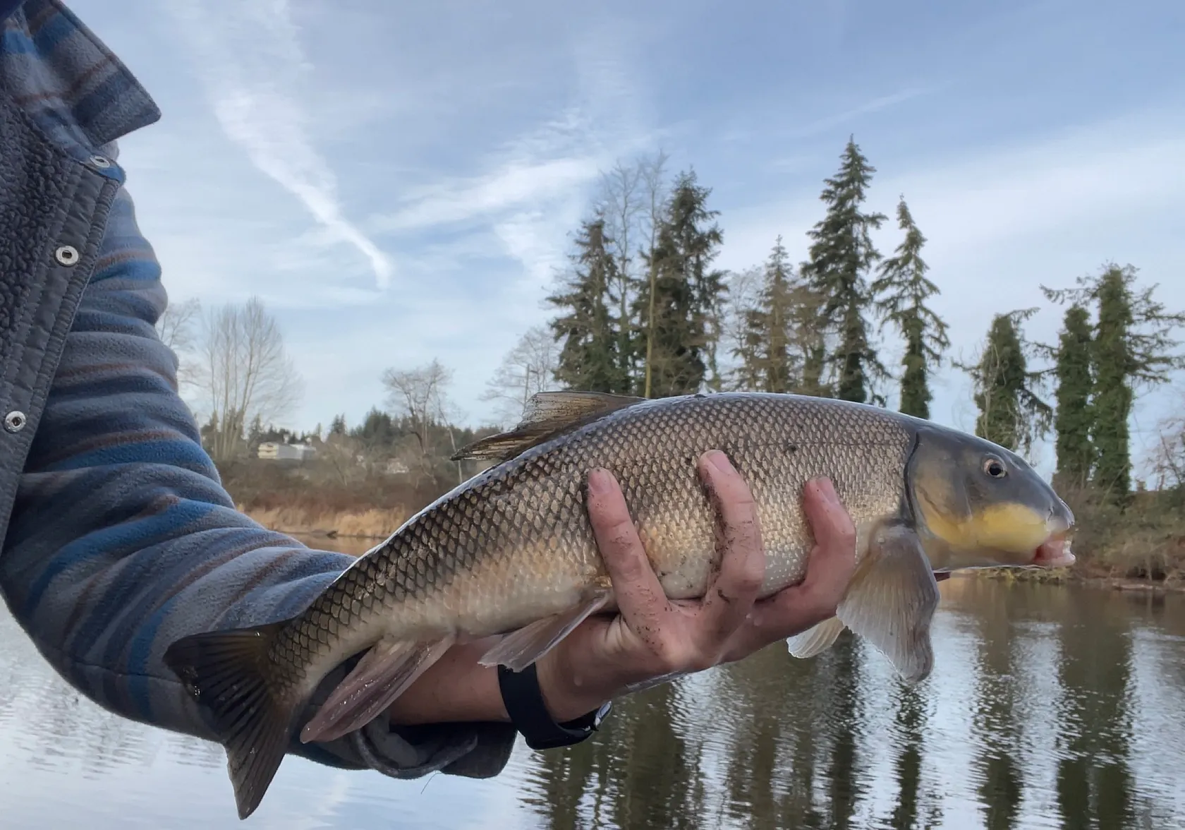 Largescale sucker