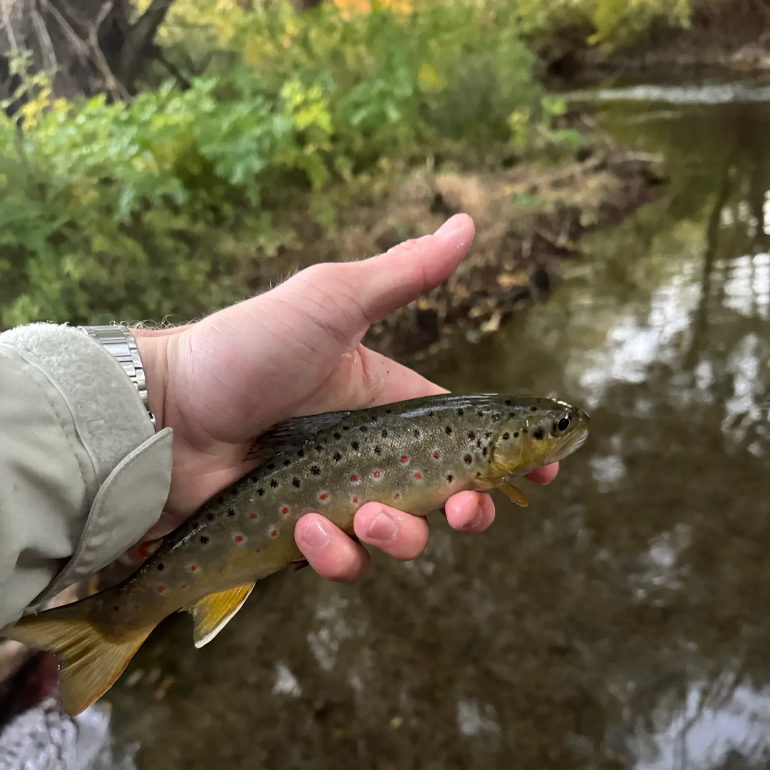 Brown trout caught on Fishbrain