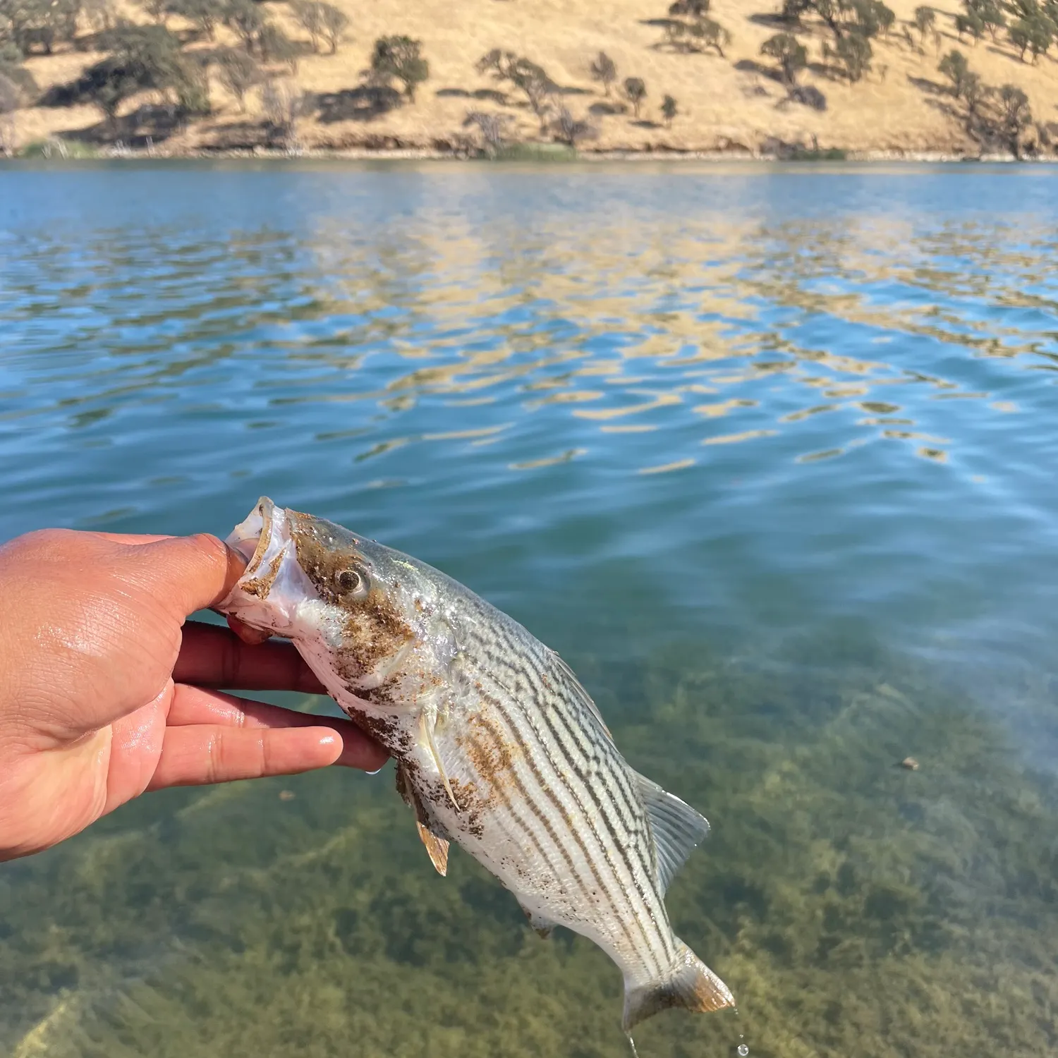 Striped bass caught on Fishbrain