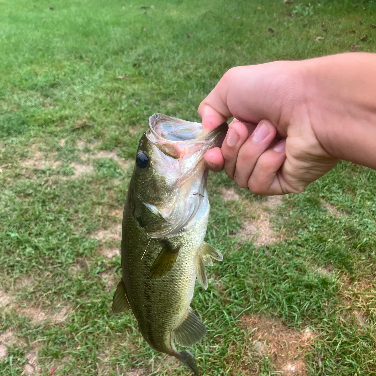Fish caught on Fishbrain