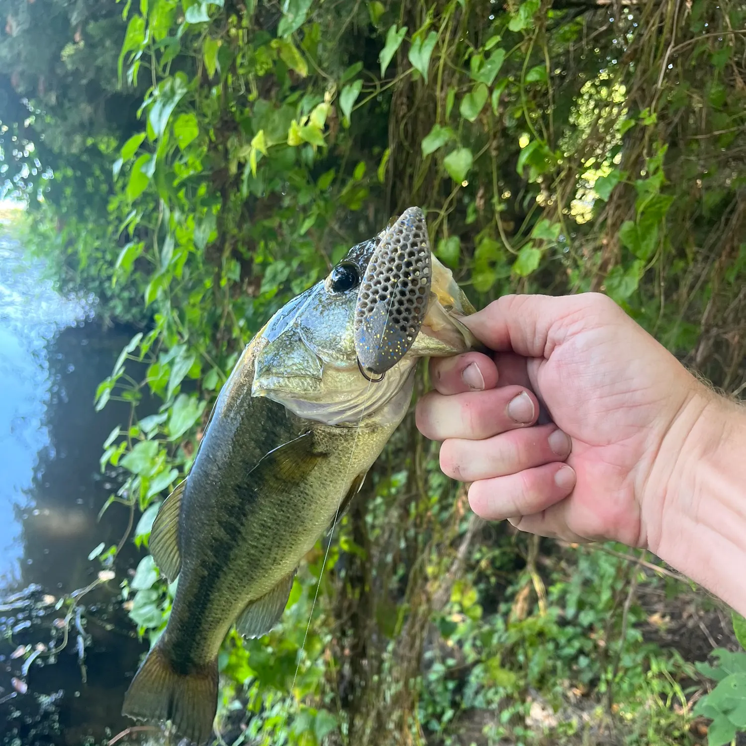 Largemouth bass caught on Fishbrain