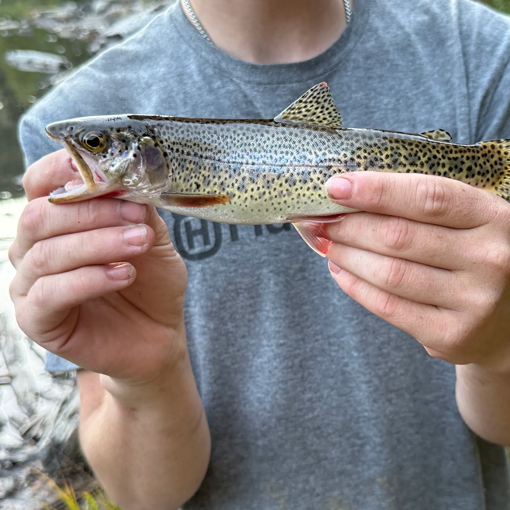 Cutthroat trout caught on Fishbrain