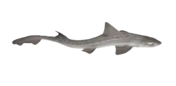 Starry smooth-hound