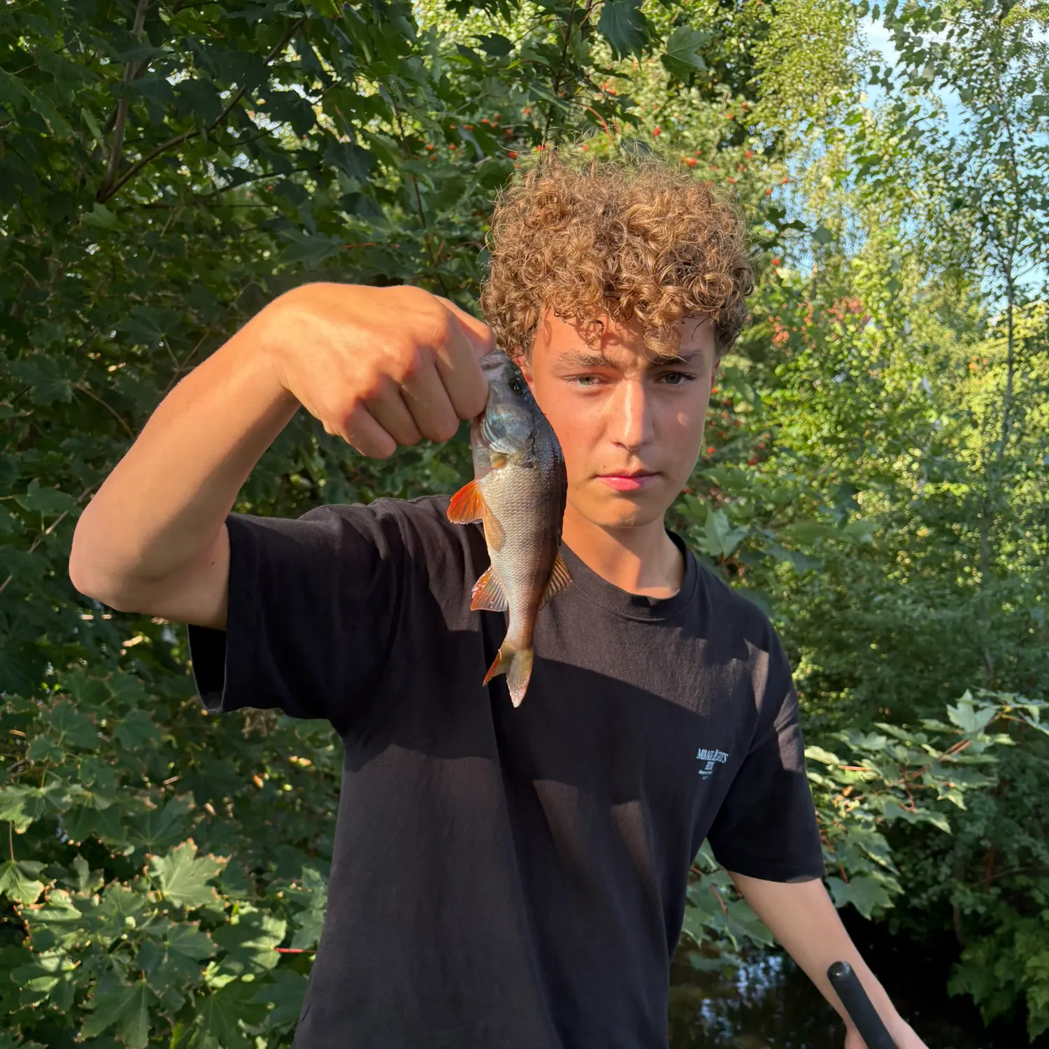 European perch caught on Fishbrain