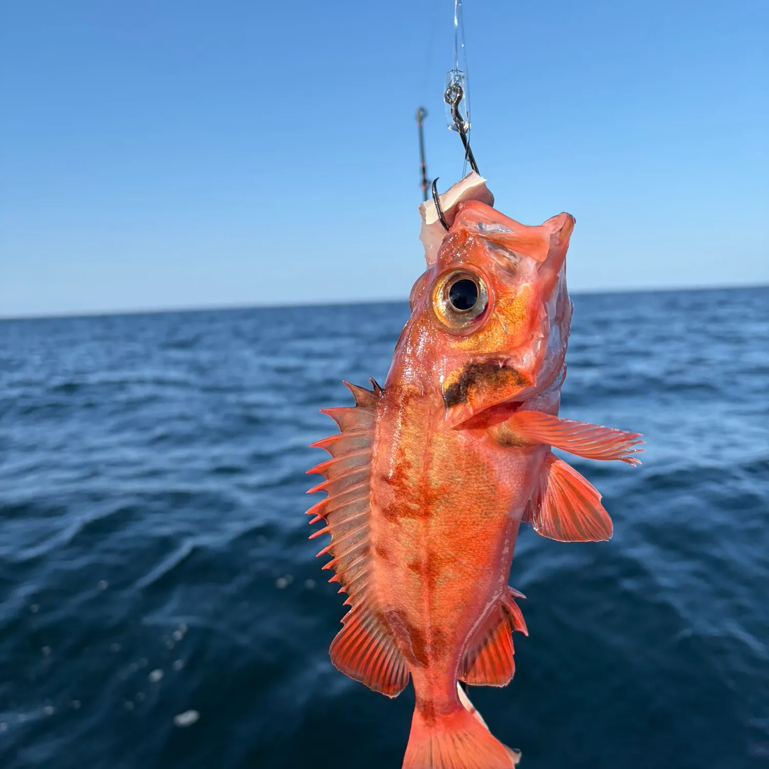 The most recent Acadian Redfish catches on Fishbrain